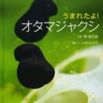 うまれたよ！オタマジャクシ