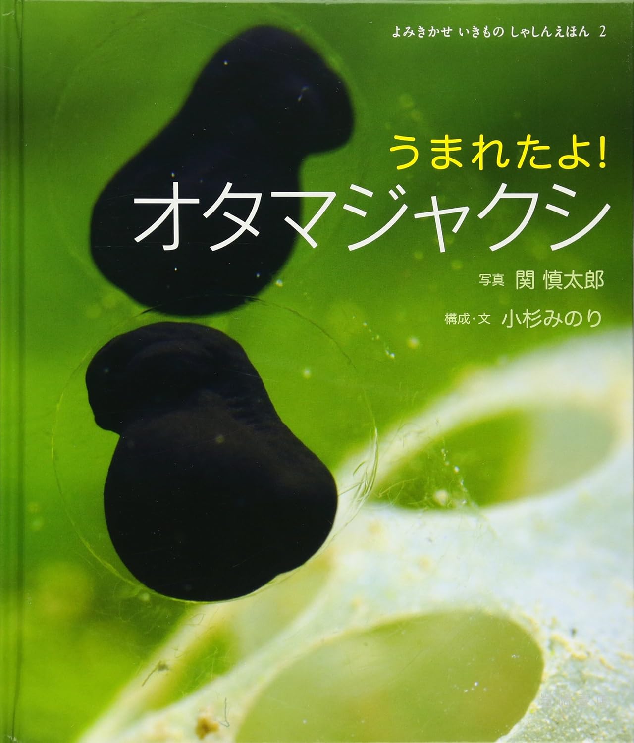 うまれたよ！オタマジャクシ