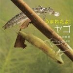 うまれたよ! ヤゴ