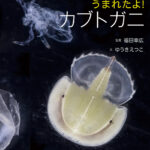 うまれたよ！カブトガニ