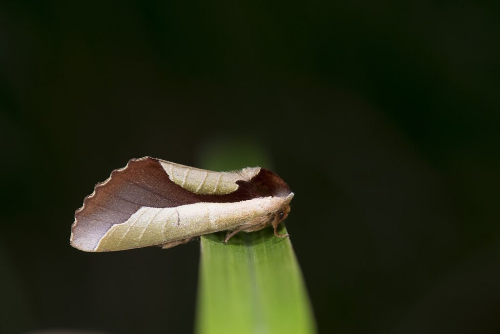 ムラサキシャチホコ 出典:Wikimedia Commons|原典:_ESJ0891 Uropyia meticulodina