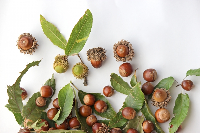 クヌギの葉とどんぐり