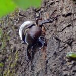 夏休みに親子で挑戦したいカブトムシ・クワガタの採取ガイド。必要な持ち物や採取セットの選び方、見つけやすい場所、ちょっとした裏ワザも紹介します。