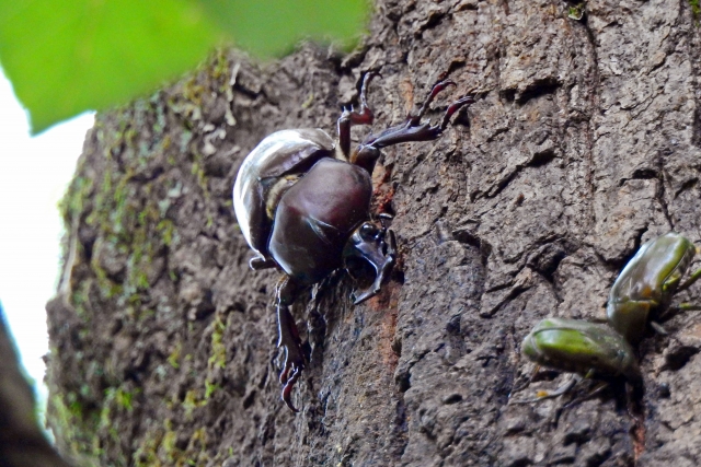 夏休みに親子で挑戦したいカブトムシ・クワガタの採取ガイド。必要な持ち物や採取セットの選び方、見つけやすい場所、ちょっとした裏ワザも紹介します。