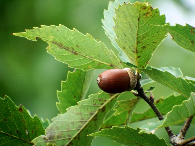 コナラの葉とどんぐり