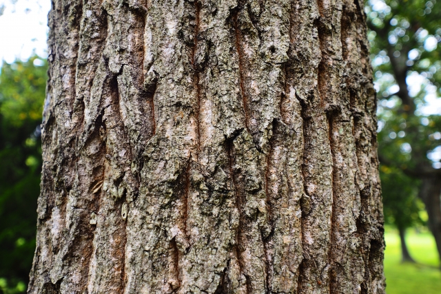 クヌギの木肌