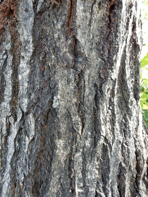 コナラの木肌