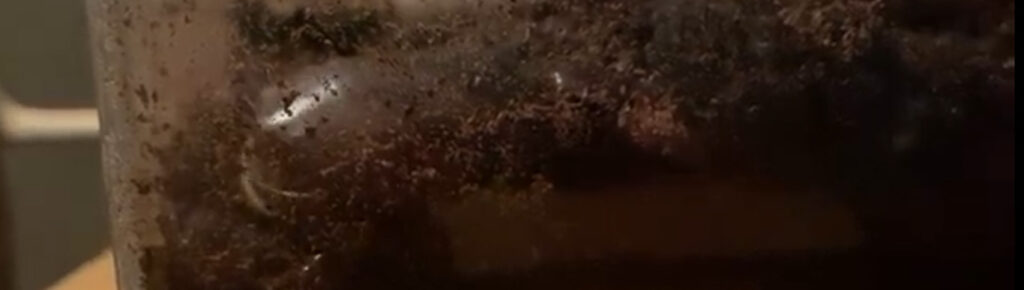 カブトムシの交尾