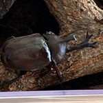 カブトムシオス