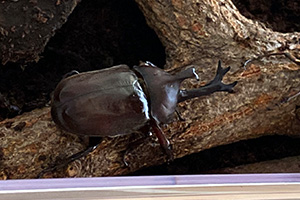 カブトムシオス