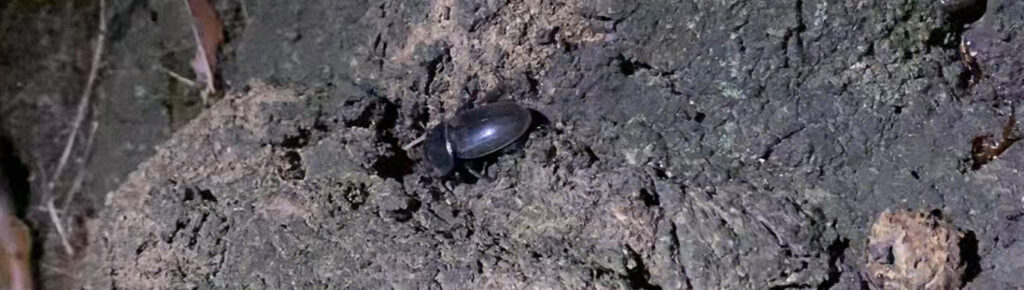 7月中旬。サクラの木でみつけたクワガタ（♀）