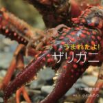 うまれたよ！ザリガニ