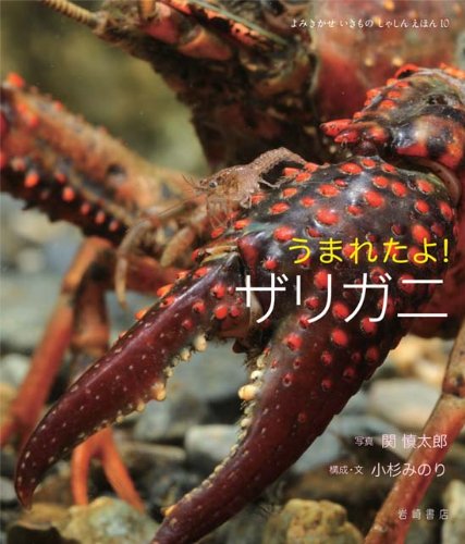 うまれたよ！ザリガニ