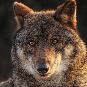 オオカミタグ