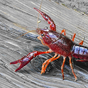 ザリガニタグ